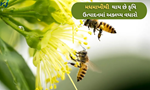 કૃષિ ઉત્પાદનમાં અક્લ્પ્ય વધારો મેળવવા માટે કુદરતી પરાગનયનની મહત્વતા
