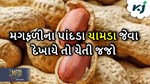 સાવચેત! મગફળીના પાંદડા થઈ જાય ચામડા જેવા તો સમજી જજો પાક બગડવાના આરે છે