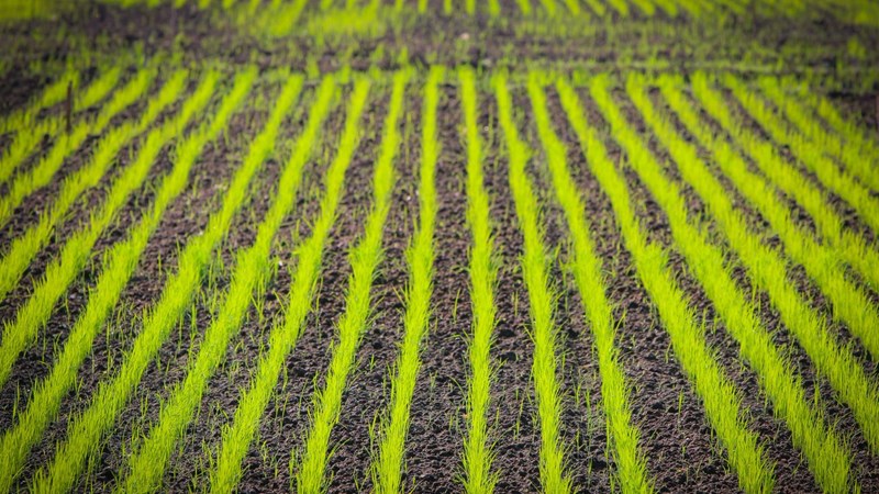 DSR Method of Rice Cultivation
