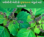 પચૌલીની ખેતી: હર્બલ પ્લાન્ટ તરીકે ઓળખાતો “પયૌલી” ની ખેતી છે ગુજરાતના ખેડૂતો માટે ખૂબ જ લાભાકારી