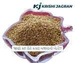 જાણો કઈ રીતે કરશો અજમાની ખેતી અને તેનું વ્યવસ્થાપન