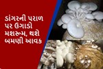 ડાંગરની પરાળ પર ઉગાડાય છે ચાઈનીઝ મશરૂમ, અત્યારે જ વાંચો તેની ખેતીની અનોખી રીત