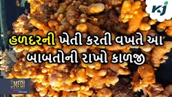 હળદરની ખેતી કરતી વખતે રાખો આ વાતોની કાળજી, મળશે અઢળક ઉત્પાદન 