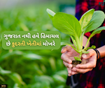 કુદરતી ખેતીમાં હવે ગુજરાત નથી હિમાચલ છે મોખરે, આમ થયું ફેરફાર