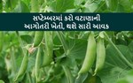 સપ્ટેમ્બરમાં કરો વટાણાની આગોતરી ખેતી, થશે સારી આવક