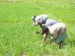 નીંદણ વ્યવસ્થાપનની વિવિધ પધતિઓ