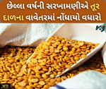 તૂરના વાવેતરમાં રેકોર્ડ વધારો થવાની સંભાવના, અત્યાર સુધીમાં વાવેતર પહોંચ્યો 45.78 લાખ હેક્ટર