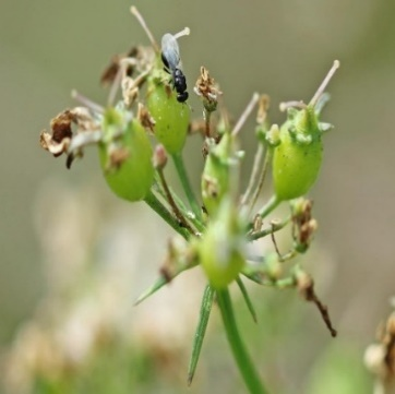 ઉભા પાક પર જીવાત