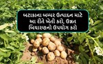 બટાકાના બમ્પર ઉત્પાદન માટે આ રીતે ખેતી કરો, ઉન્નત બિયારણનો ઉપયોગ કરો