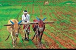 ઘઉંની આ જાત આપશે વધુ ઉપજ, જાણો તેની વિશેષતા