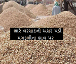 સૌરાષ્ટ્રમાં ભારે વરસાદ બાદ મગફળીના દાણાના ભાવ જાણો આ લેખમાં 