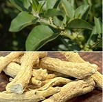 અશ્વગંધાની કરો ખેતી, વાવણી માટે આ સમય છે યોગ્ય