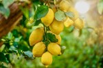 Cultivation of lemons :વિટામિન C થી ભરપૂર લીંબુની ખેતી કમાણી પણ ભરપૂર કરાવી આપે છે