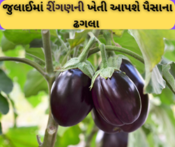 Brinjal Farming: જુલાઈમાં કરો રીંગણની આ પાંચ જાતોનું વાવેતર, ઓક્ટોબર સુધી આપશે અઢળક ઉત્પાદન 