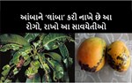 કેરીને સડાવતા કીટકો : CLICK કરો અને જાણો રોગ તથા તેને અટકાવવાના પગલાં વિશે