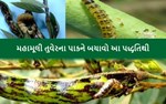 જાણવા જેવું : તુવેરમાં જોવા મળતી મુખ્ય જીવાતો અને તેનું અસરકારક વ્યવસ્થાપન 