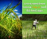 Paddy Weed: ડાંગરમાં પાકમાં દેખાતા નીંદણ છે ઉત્પાદન માટે ખતરનાક, ઈફકો જણાવ્યું કેવી રીતે કરો દૂર