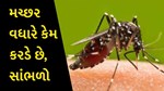 શુ તમે જાણો છો કે મચ્છર વધારે કેમ ડંખ મારે છે ? આ કારણથી મારે છે ડંખ
