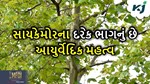 Sycamore benefits: એક એવું વૃક્ષ જેના દરેક ભાગનું છે આયુર્વેદિક મહત્વ, 100 થી વઘું રોગોનું છે એક ઈલાજ