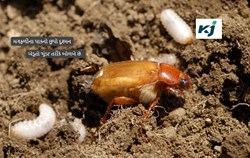 મગફળીના પાકનો છુપો દુશ્મન : સફેદ ઘૈણ (મુંડા)ની ઓળખ, નુકશાન અને સંકલિત નિયંત્રણ