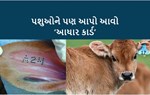 પશુપાલકો ખાસ વાંચે : તમારા પશુઓને આ રીતે આપો તેમની ખાસ ઓળખ