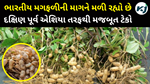 Indian groundnut: ભારતીય મગફળીની માગ માં  વધારો 