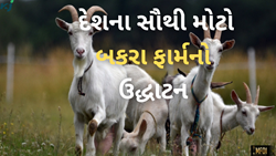 દેશના સૌથી મોટો બકરા ફાર્મનો થયું ઉદ્ધાટન, પશુપાલન મંત્રીએ કહ્યું પીએમના સપના થયું પૂર્ણ