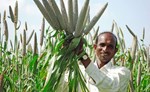  Promote Millet Cultivation બાજરીની ખેતી અને ઉપયોગને પ્રોત્સાહન આપવા માટે ભુવનેશ્વરમાં 9મી નવેમ્બરથી આંતરરાષ્ટ્રીય કોન્ફરન્સ