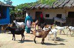 બકરી ઉછેરની સહાયથી આ મહિલાએ રચી સફળતાની ગાથા