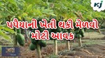 Papaya Farming: પપૈયાની ખેતી થકી ઘરમાં કરો ધનના ઢગલા