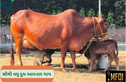 Cow Breed: ભારતીય મૂળની આ ગાય આપે છે સતત 275 દિવસ સુધી દૂધ, કિંમત ફક્ત 40 હજાર 