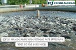 ગુજરાત સરકારની મત્સ્ય પાલન યોજનામાં અરજી કરવાનો આજે છેલ્લો દિવસ, જાણી લેજો પ્રક્રિયા 