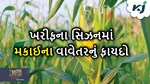 Corn Farming: ખરીફ સીઝનમાં મકાઈ ને કેમ ગણવામાં આવે છે સૌથી મહત્વપૂર્ણ પાક, જાણો