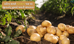 હવામાનમાં ફેરફાર બટાકાની ખેતીને પહોંચાડી શકે છે નુકસાન, આમ કરો યોગ્ય વ્યવસ્થાપન