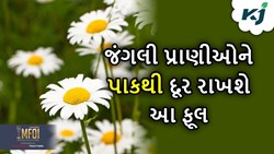 Crop Safety: તારની કાંટાળી વાડની જગ્યા વાવો આ ફૂલ, જંગલી પ્રાણીઓને ખેતરથી રાખશે દૂર