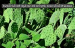 કેક્ટસ ફાર્મિંગ: કેક્ટસની ખેતી સાથે ખેડૂતો માટે નવો માર્ગ ખુલ્યો, સરકાર કરી રહી છે પ્રોત્સાહન
