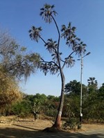 વડોદરામાં જીવંત થયો ગાયકવાડના સમયનો કૃષિ વારસો, ઉગી ગયા છે અડધો ફૂટ લાંબા રાવણ તાડ 