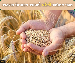 ઘઉંની મોડી વાવણી કરનાર ખેડૂતો માટે તે છે શ્રેષ્ઠ વિકલ્પ, 20 ડિસેમ્બર સુધી કરી શકાય વાવણી 