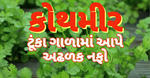 ટૂંકા સમયમાં અઢળક નફો આપતો કોથમીરનો પાક, આવી રીતે થાય છે વાવણી,