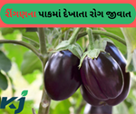 Brinjal Management: જો રીંગણમાં દેખાયે આ રોગ તો ચેતી જજો. પાકનું થઈ જશે નાશ