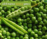 ઠંડી વધતાના સાથે જ વટાણામાં દેખાવા માંડે છે રોગ જીવાત, આમ કરો સારવાર