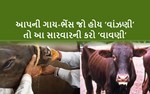 જાણવા જેવું : ગાય-ભેંસના વંધ્યત્વની હોમિયોપૅથી સારવાર- ભાગ -1