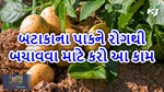 Potato Farm Diseases: બટાકાના પાકને રોગથી બચાવવા માટે કરો આ કામ