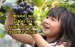 જાપાનની આ દ્રાક્ષના એક-એક દાણાની કિંમત છે હજારો રૂપિયા