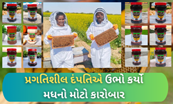 SUCCESS STORY: મળો નવસારીની પ્રગતિશીલ દંપતીને, જેઓ મધમાખી ઉછેર માટે ઘડ્યા એક નવો ફોર્મુલા 