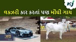 આ ગાયની કિંમત જાણી તમારા રુવાડા ઉભા થઈ જશે, બુગાટી કરતા પણ છે ત્રણ ગણા મોંઘી