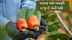 Cashews Farming: આ વૈજ્ઞાનિક રીત થકી કરો કાજુની ખેતી અને ઘરે ઉભા કરો પૈસાના ઢગલા 