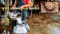 દૂધથી ભરેલી ડોલ જોઈએ છે તો પ્રાણીઓને ખવડાવો જુવારની આ જાત, પોતે કરો ખેતી
