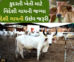 દેશી અને વિદેશી ગાયમાં શું છે તફાવત, કેન્દ્ર સરકાર શા માટે દેશી ગાયને જણાવ્યું જરૂરી 