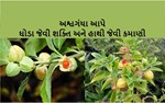 અશ્વગંધાની ખેતી : લોકોને વહેંચો સ્વાસ્થ્ય અને પોતે કમાવો 3 ગણો લાભ 